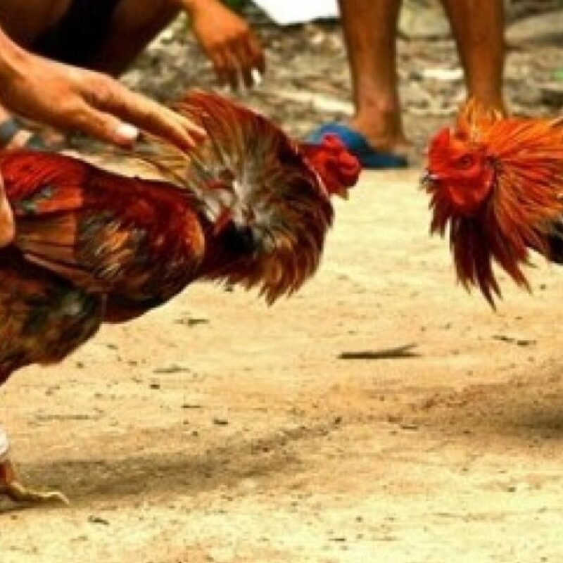 Judi Sabung Ayam Jadi Ramai, Aparat Terkesan Lakukan Pembiaran