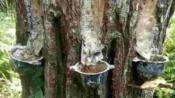 IMG-20240530-WA0004
