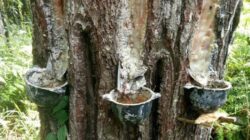 banyak-kendala-pemanfaatan-getah-pinus-tak-sebesar-potensi-oql
