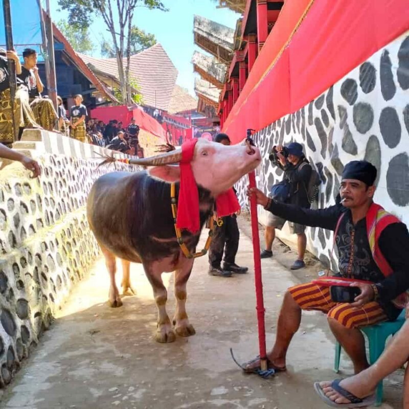 Menerawang Nilai Prosesi Sakral Rambu Solo’ Almarhumah Ester To’tuan