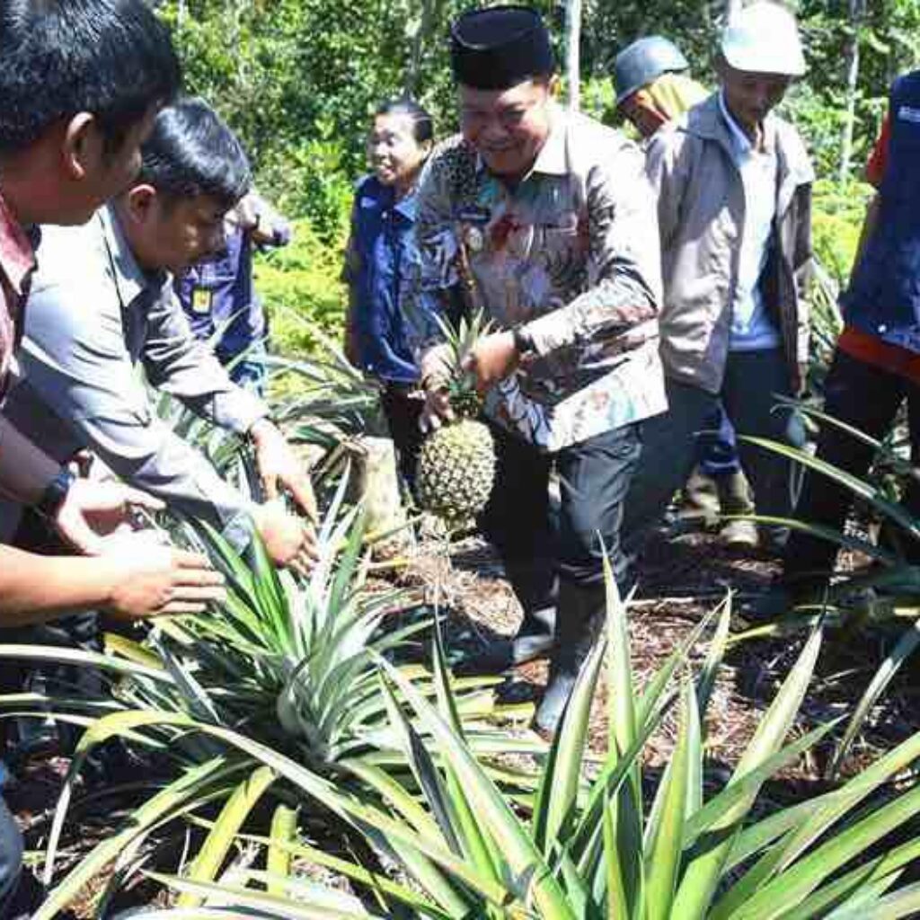 Pupuk Gratis Pacu Pertanian Mamasa  Kian Bergeliat, Komoditi Unggulan Bermunculan