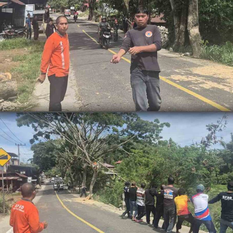 Sigap , BPBD Antisipasi Rawan Pohon Tumbang