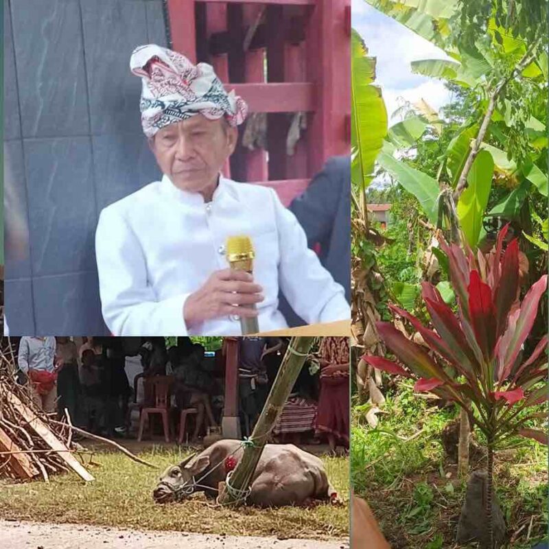 Pria Perusak Situs  Tongkonan Ditobatkan Jalani Hukum Adat, Ini Denda Materilnya