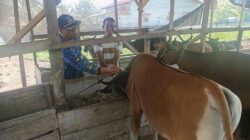 Cegah PMK, Camat Tomoni Timur Turun Langsung Kawal Vaksinasi Ternak Sapi