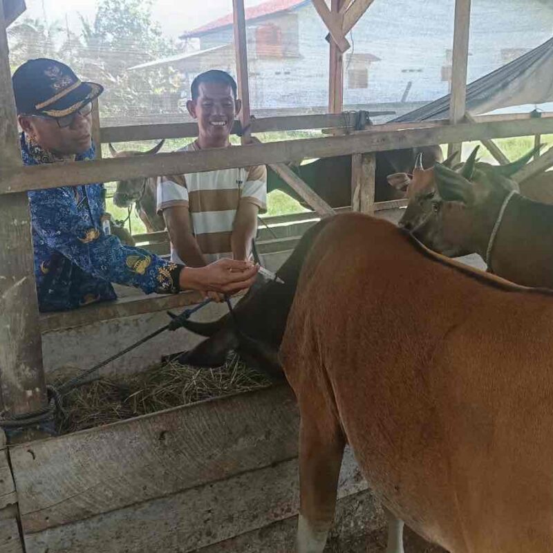 Cegah PMK, Camat Tomoni Timur Turun Langsung Kawal Vaksinasi Ternak Sapi