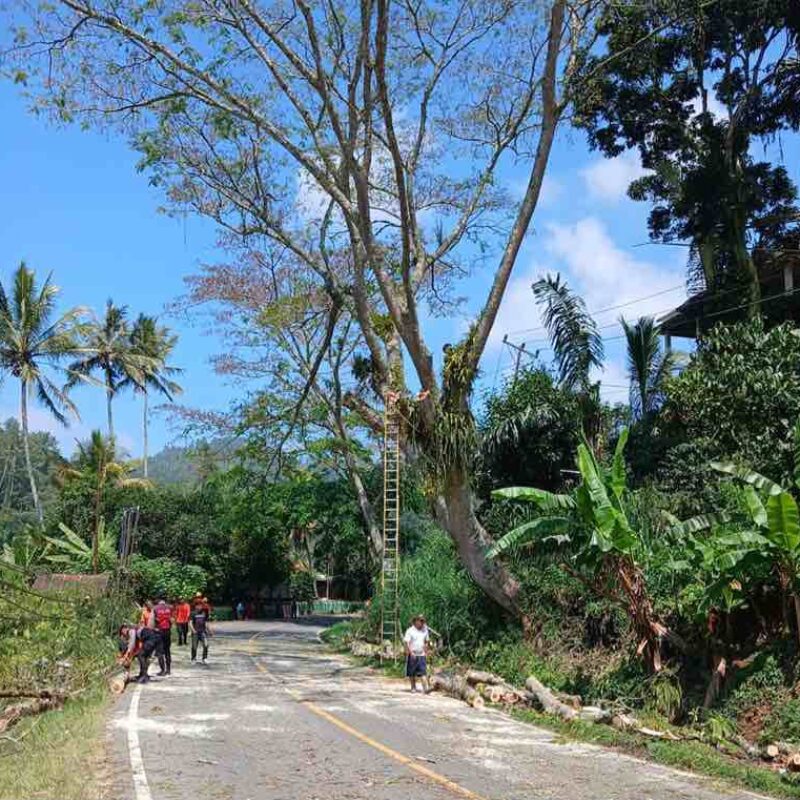Cegah Korban Jiwa, BPBD Tana Toraja Tebang Pohon Lapuk di Mebali